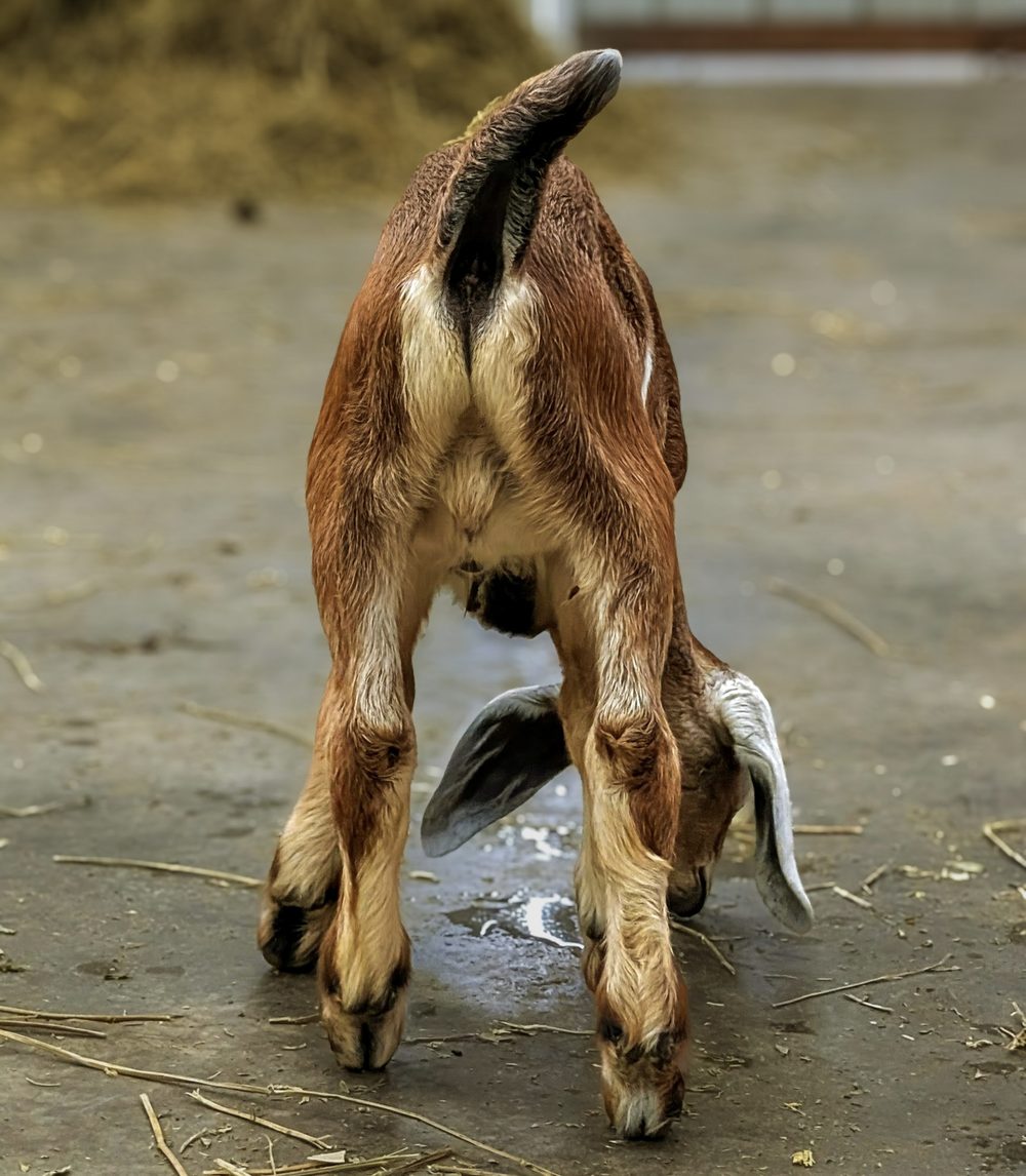 A newborn kid standing on wobbly legs